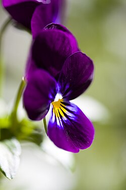 Dark Purple Mini Violet Flower Seeds for Planting – Heirloom, Non-GMO, High Germination