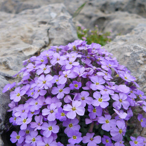 Flower Seeds, Seeds,Seeds For Planting,Plant Seeds