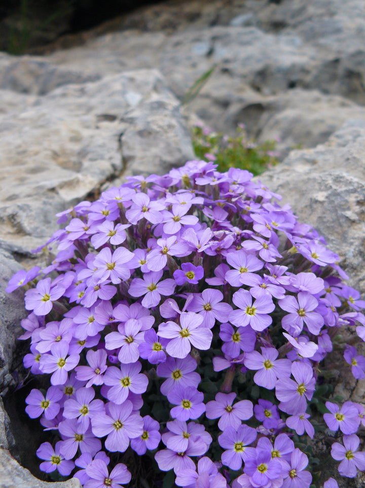 Flower Seeds, Seeds,Seeds For Planting,Plant Seeds