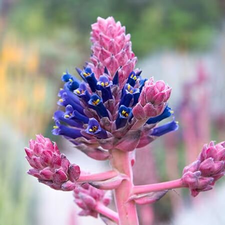 Pink Blue Puya Flower Seeds for Planting – Sun Loving, Heirloom &amp; Non-GMO Seeds for Home Garden