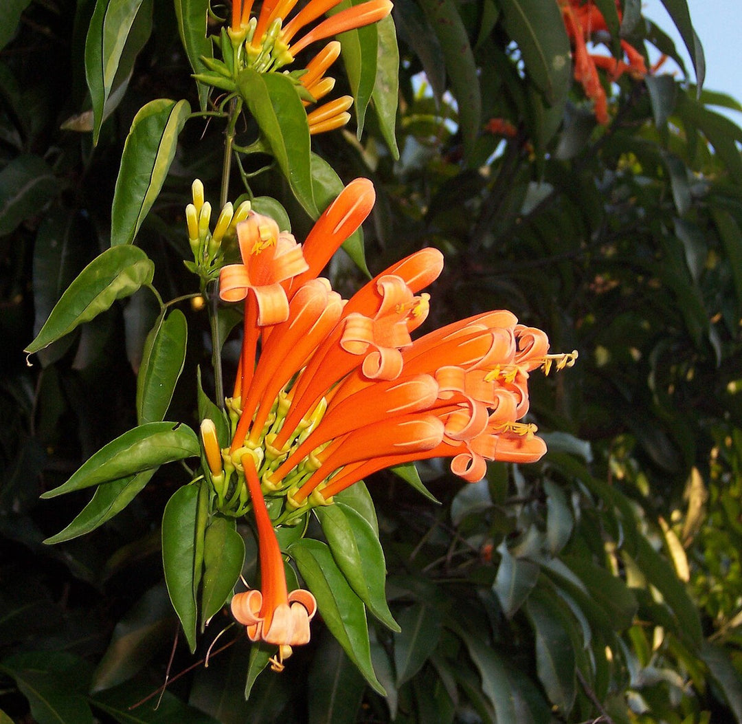 Light Orange Pyrostegia Venusta Flower seeds for Planting - Perfect for Borders, Heirloom, Non-GMO Seeds for Home Garden