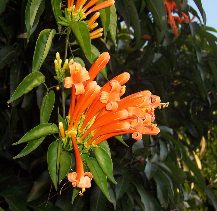 Light Orange Pyrostegia Venusta Flower seeds for Planting - Perfect for Borders, Heirloom, Non-GMO Seeds for Home Garden