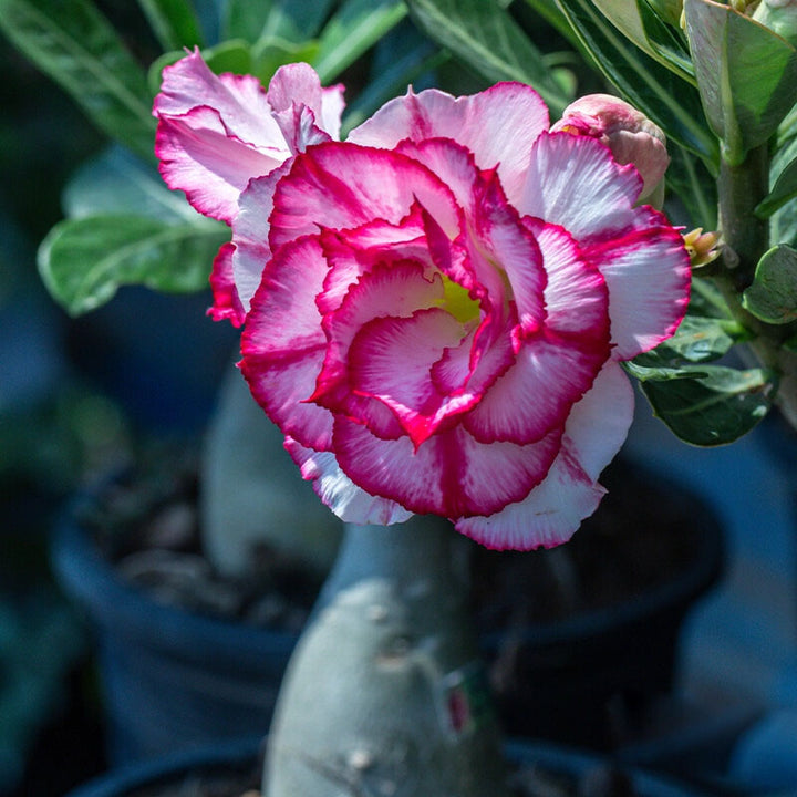 Adenium Flower Seeds for Planting – Heirloom Non-GMO, High Germination Organic Garden Seeds
