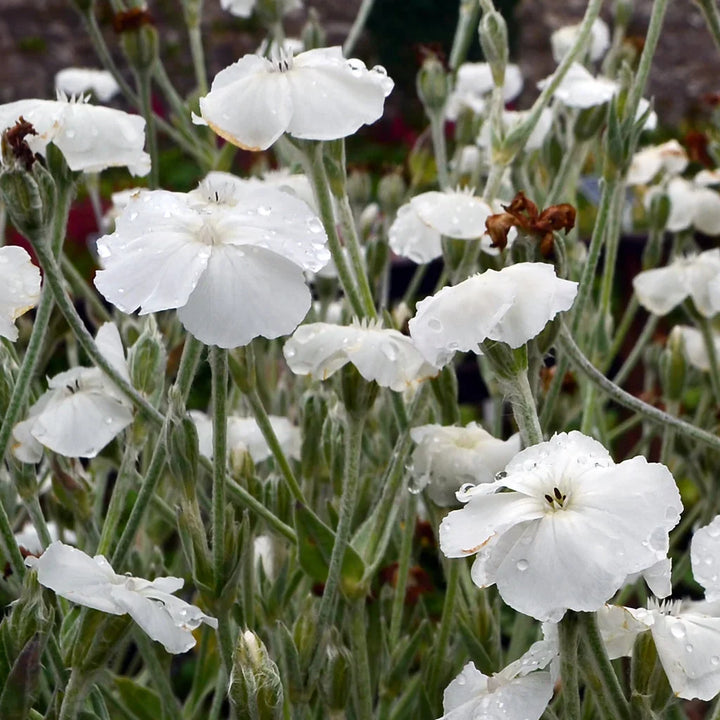 Flower Seeds, Seeds,Seeds For Planting,Plant Seeds