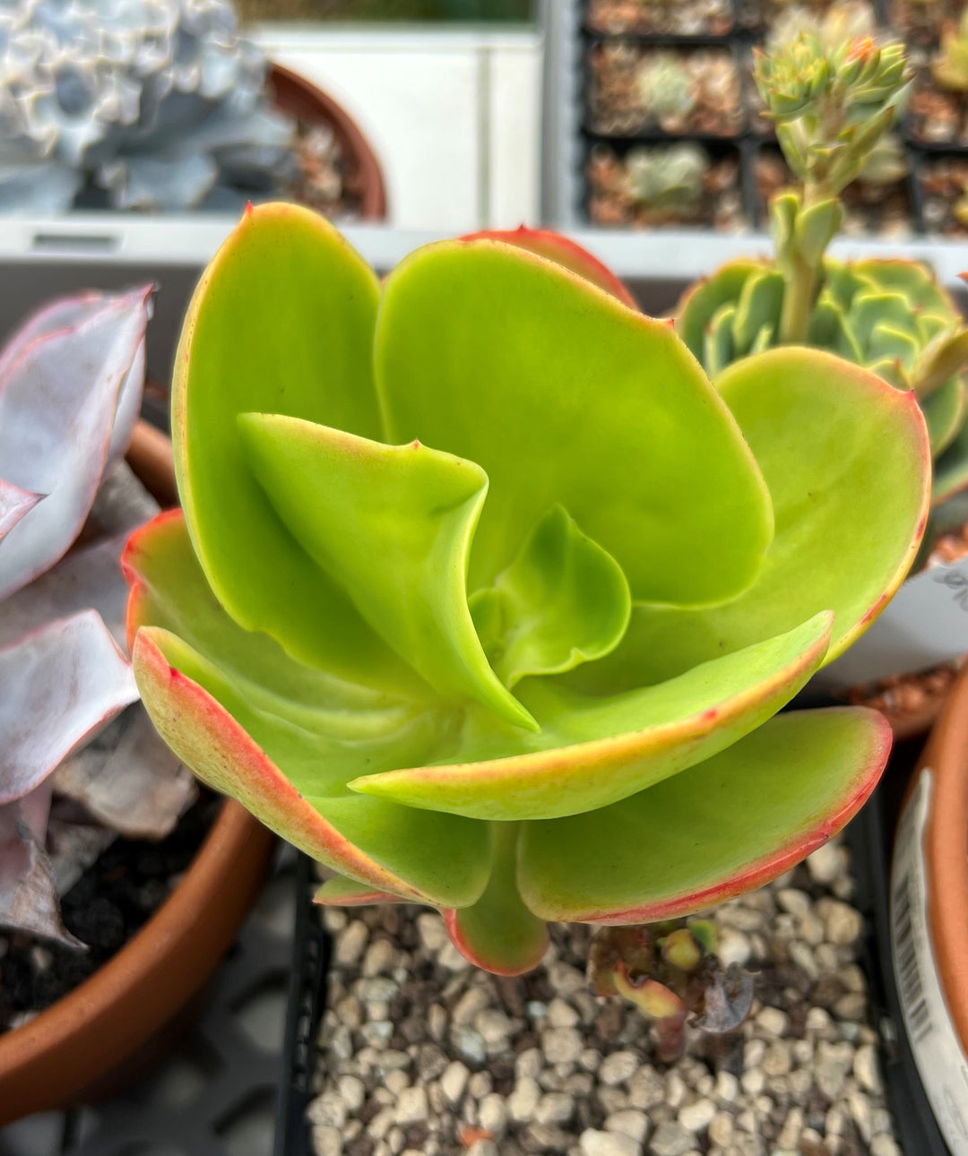 Green Echeveria Pallida Flower Seeds for Planting – Heirloom, Non-GMO, Pollinator Friendly Garden Seeds