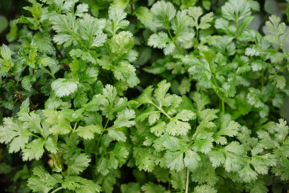 Organic Cilantro Herb seeds – Heirloom, Non-GMO seeds for Planting in Home Garden