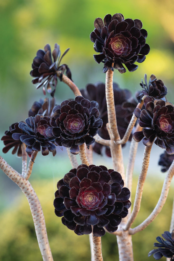 Black Succulent Flower Seeds for Planting – Heirloom, Non-GMO, High Germination Organic Garden Seeds