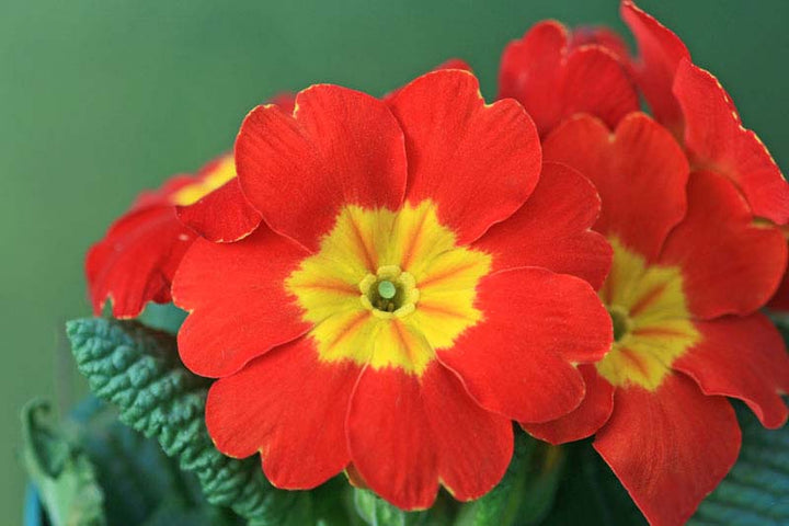 Red Primrose Flower Seeds for Planting – Heirloom, Non-GMO, Sun Loving, High Germination Organic Garden Seeds