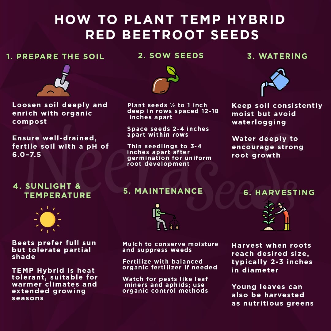 TEMP Hybrid Red Beetroot Seeds for Planting – Heat Tolerant, Uniform Roots, High-Yielding Vegetable Seeds