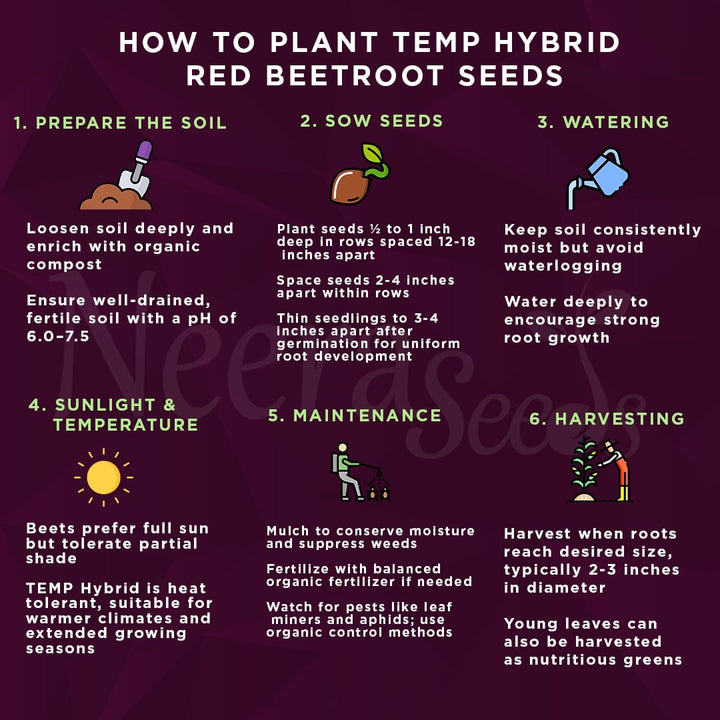 TEMP Hybrid Red Beetroot Seeds for Planting – Heat Tolerant, Uniform Roots, High-Yielding Vegetable Seeds