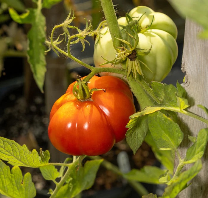 Giant Tomato Seeds – Heirloom Non-GMO Large Juicy Vegetable Garden Seeds for Planting, Organic Garden Seeds