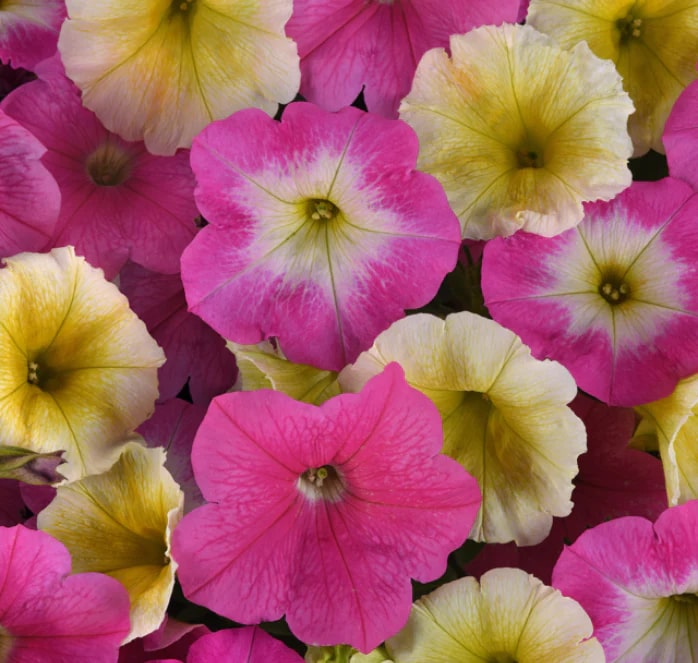 Yellow Pink Petunia Seeds for Planting – Heirloom, Non-GMO, High Germination Organic Garden Seeds