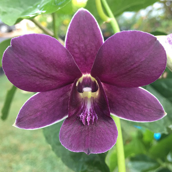 Dark Blue Dendrobium Flower Seeds for Planting – Heirloom, Non-GMO, High Germination Organic Garden Seeds