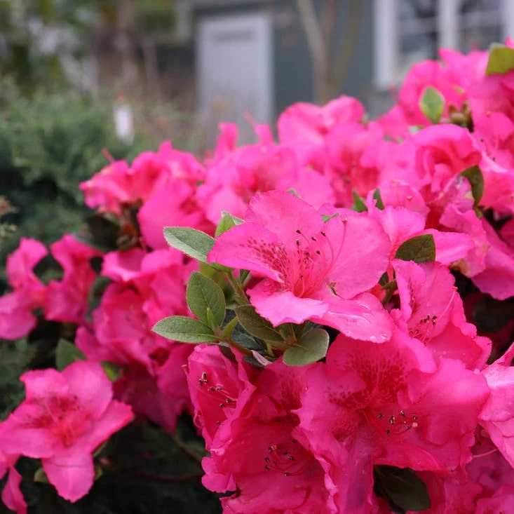 Dark Pink Azalea Flower Seeds for Planting – Heirloom Non-GMO Organic Garden Seeds High Germination