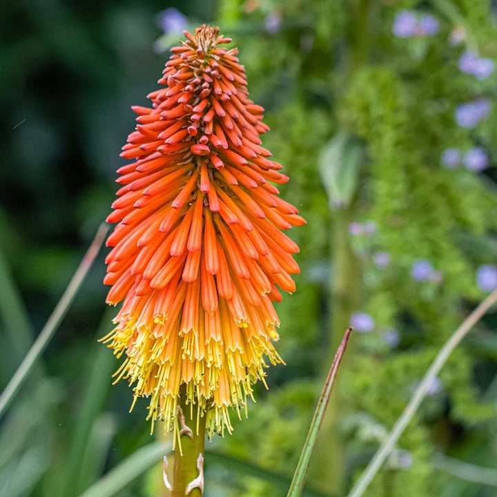 Kniphofia Flower Seeds for Planting - Heirloom, Non-GMO, Shade Tolerant Organic Garden Seeds