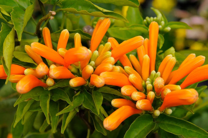 Pyrostegia Venusta Calathea Flower Seeds for Planting | Heirloom Non-GMO High Germination Organic Garden Seeds