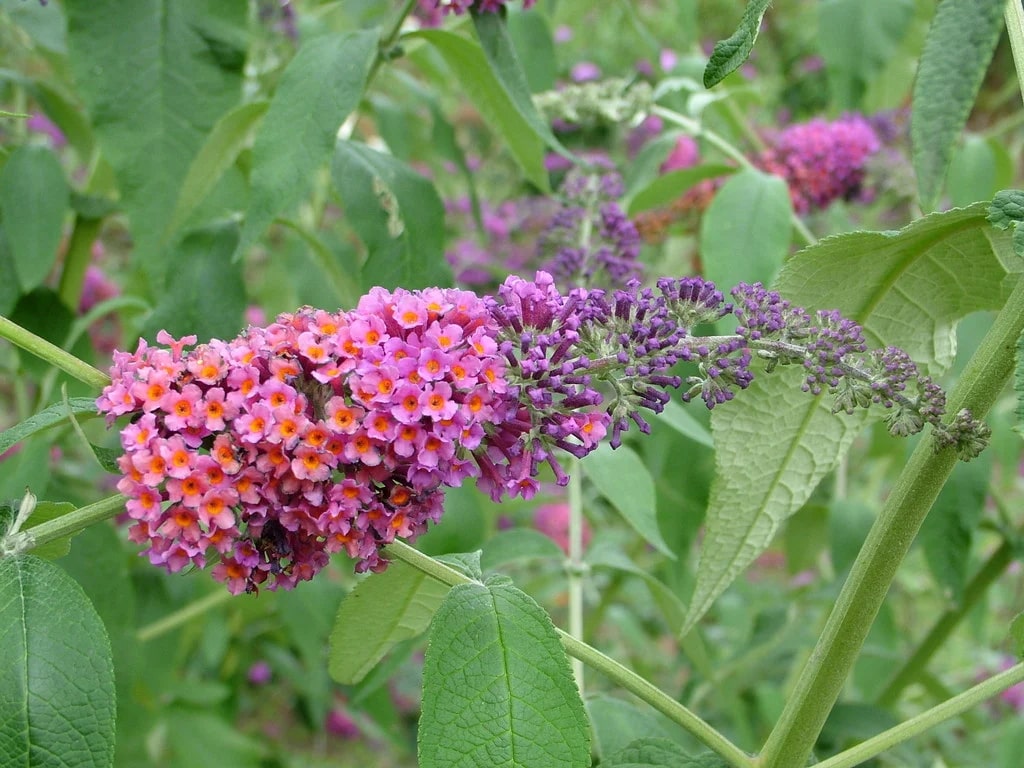 Buddleia Weyeriana Flower Seeds for Planting – Heirloom Non-GMO, High Germination Organic Garden Seeds