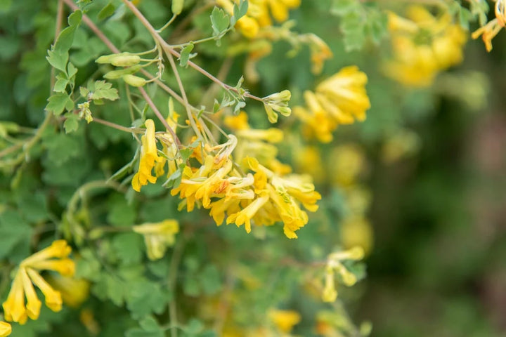 Corydalis Lutea Flower Seeds for Planting – Heirloom, Non-GMO, High Germination Organic Garden Seeds