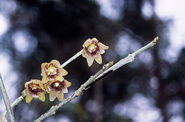 Yellow Chimonanthus Flower Seeds for Planting – Heirloom Non-GMO, High Germination Organic Garden Seeds