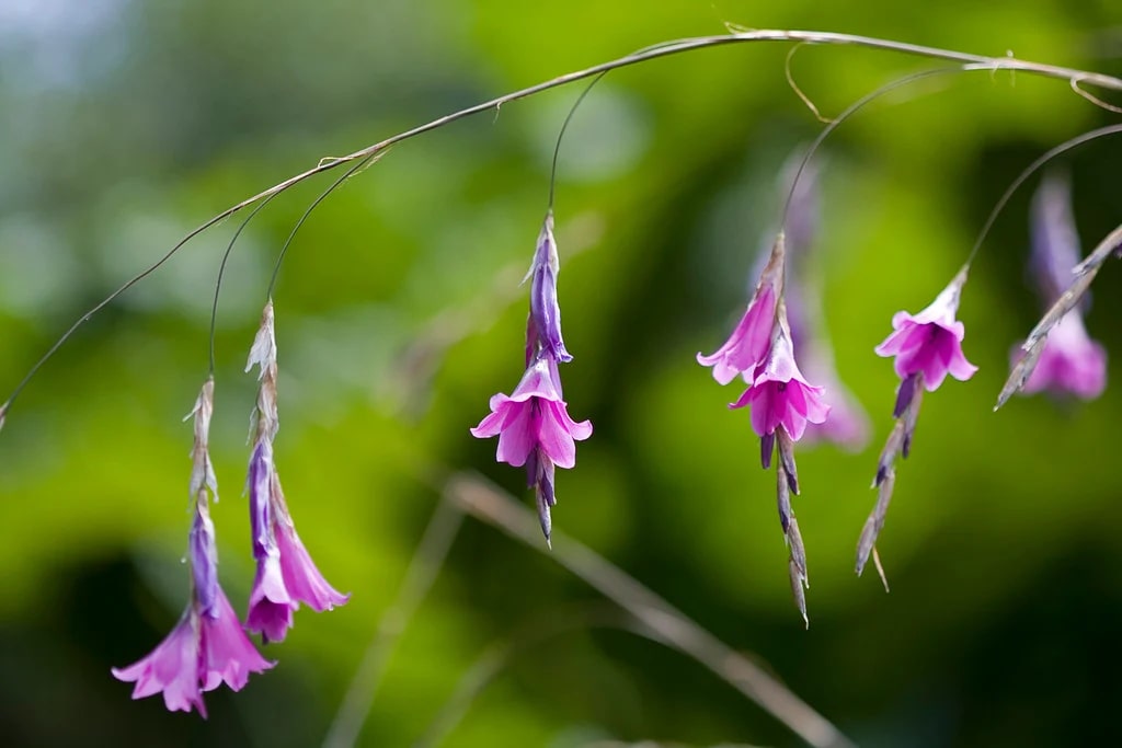 Purple Dierama Pendulum Flower Seeds for Planting – Heirloom Non-GMO, High Germination Organic Garden Seeds