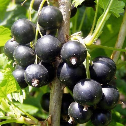 Blackcurrant seeds for planting - Heirloom & Non-GMO fruit berry bush garden seeds