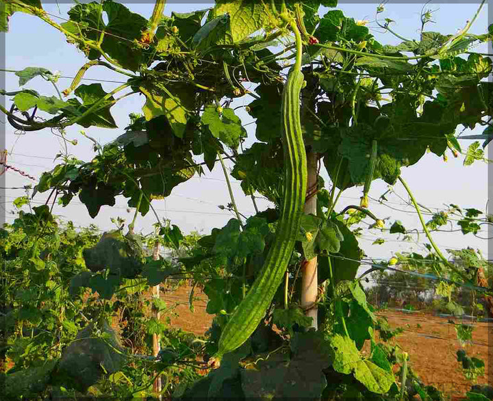 Luffa Gourd Seeds – Heirloom Non-GMO Edible and Sponge-Producing Vegetable Seeds for Planting, Organic Garden Seeds
