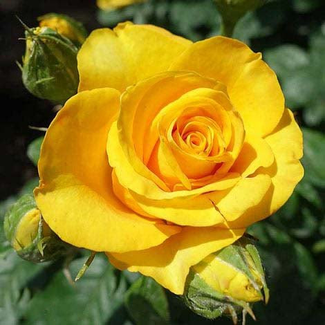 Yellow Mix Ruby Rose Flower Seeds for Planting – Non-GMO Heirloom Wildflower Garden Seeds