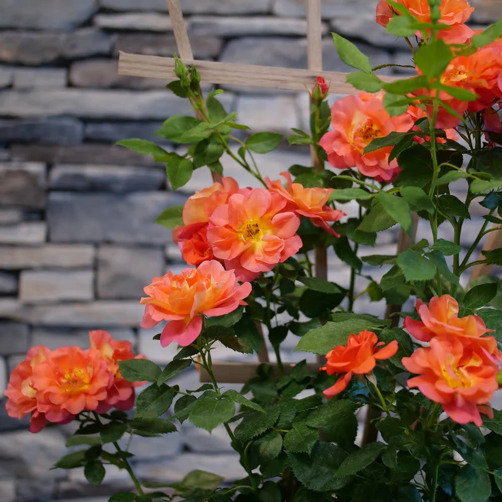 Orange Climbing Rose Seeds Flower Seeds for Planting – Hardy Variety, Heirloom & Non-GMO Garden Seeds