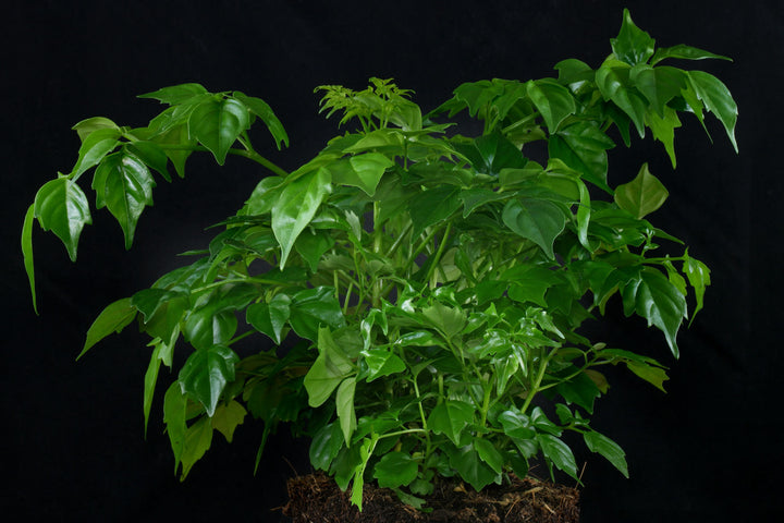 Radermachera Sinica Plant Herb seeds for Planting - Chef Recommended, Heirloom GMO Free Seeds for Garden 100pcs