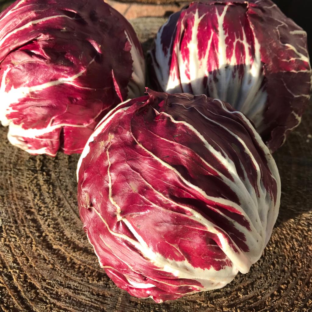 Burgundy Radicchio Vegetable Seeds for Planting – Heirloom & Non-GMO Garden Seeds