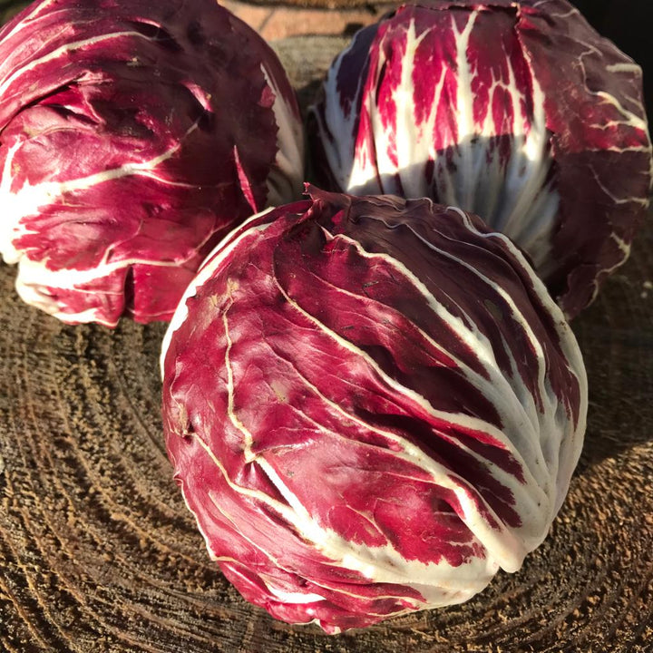 Burgundy Radicchio Vegetable Seeds for Planting – Heirloom & Non-GMO Garden Seeds