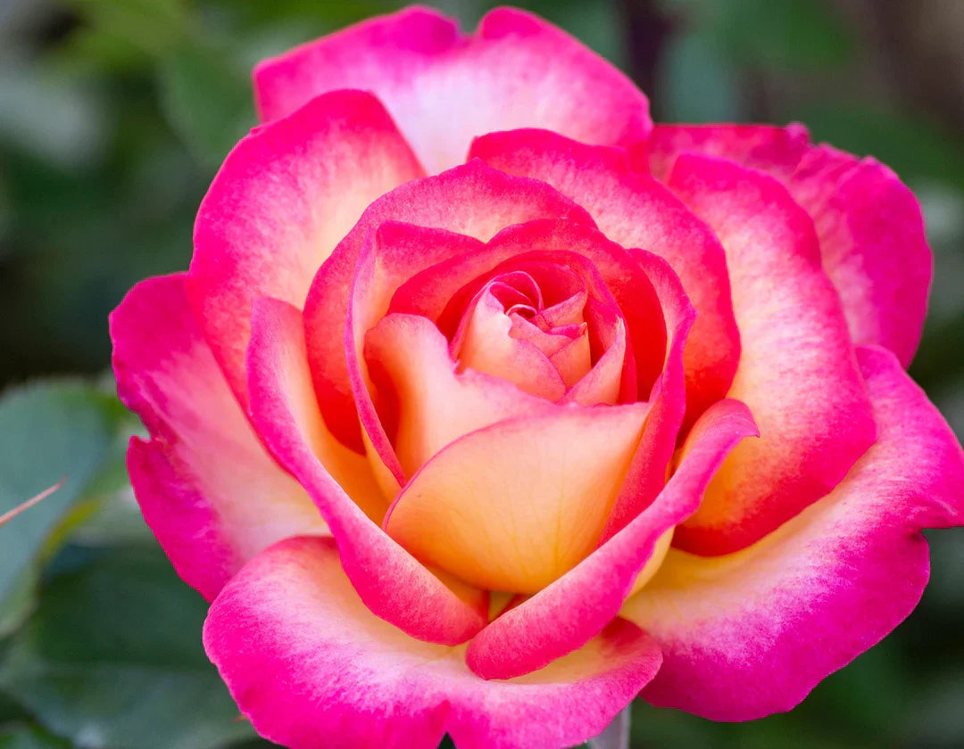 Flower Seeds, Seeds,Seeds For Planting,Plant Seeds