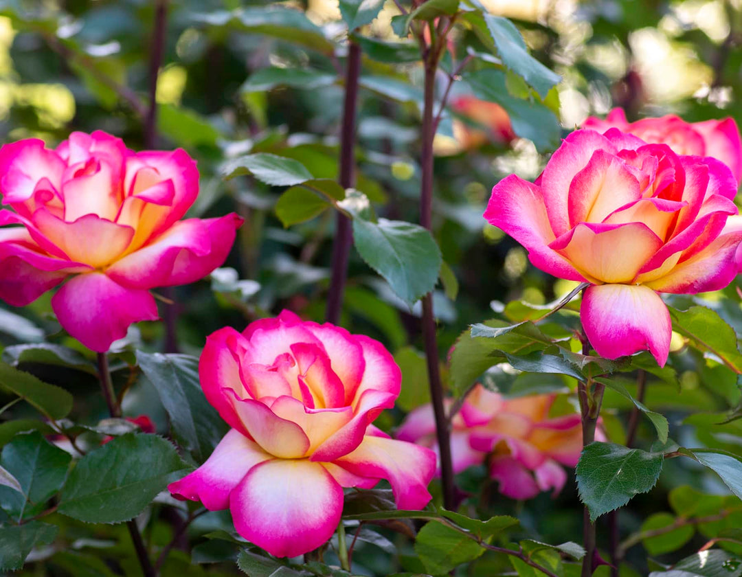 floribunda rose seeds Sorbet Roses Floribunda Flower Seeds for Planting – Heirloom, Non-GMO, –  Earthechoseeds