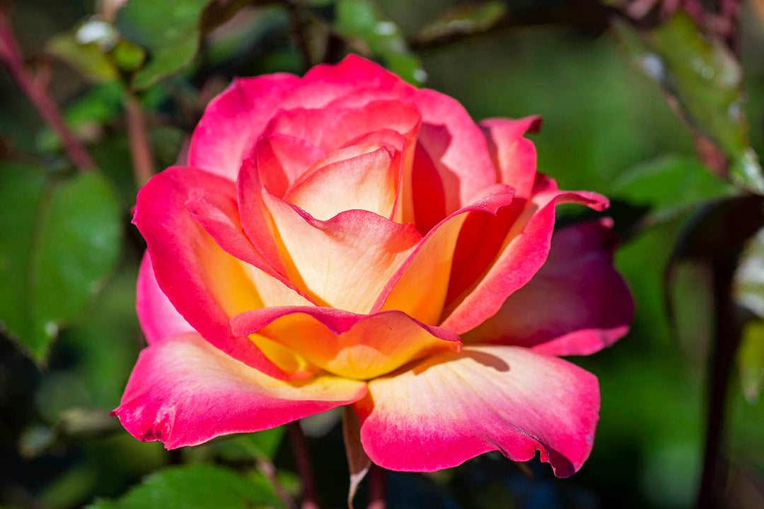 Sorbet Roses Floribunda Flower Seeds for Planting – Heirloom, Non-GMO, Pollinator Friendly Garden Seeds