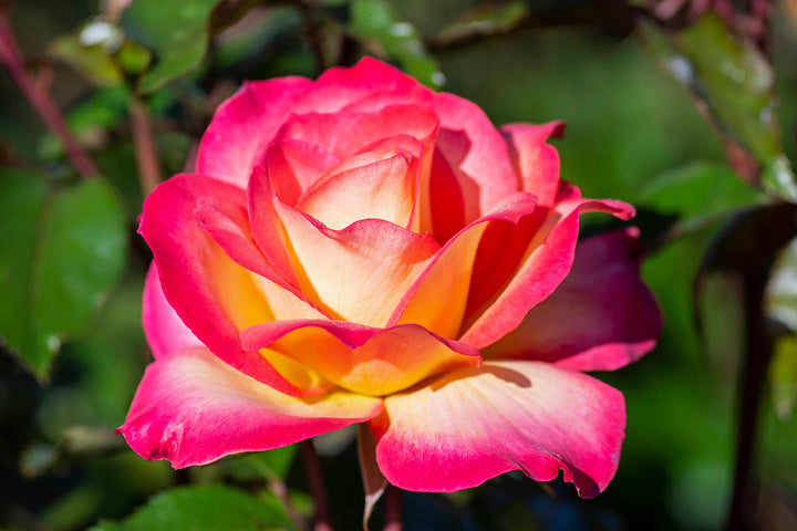 Sorbet Roses Floribunda Flower Seeds for Planting – Heirloom, Non-GMO, Pollinator Friendly Garden Seeds