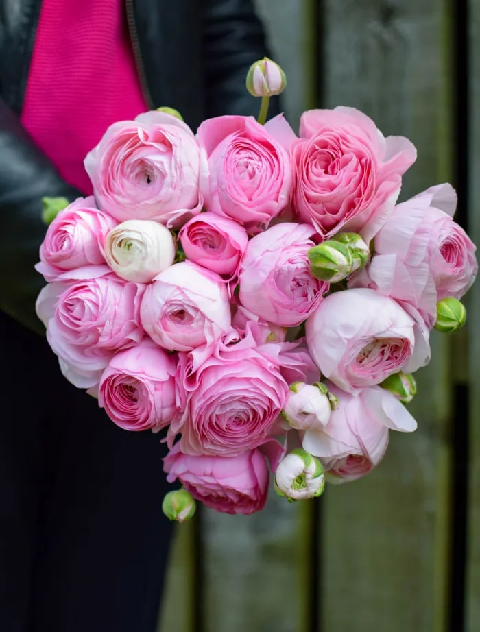 Light Pink Ranunculus Seeds Flower Seeds for Planting – Heirloom, Non-GMO, High Germination, Organic