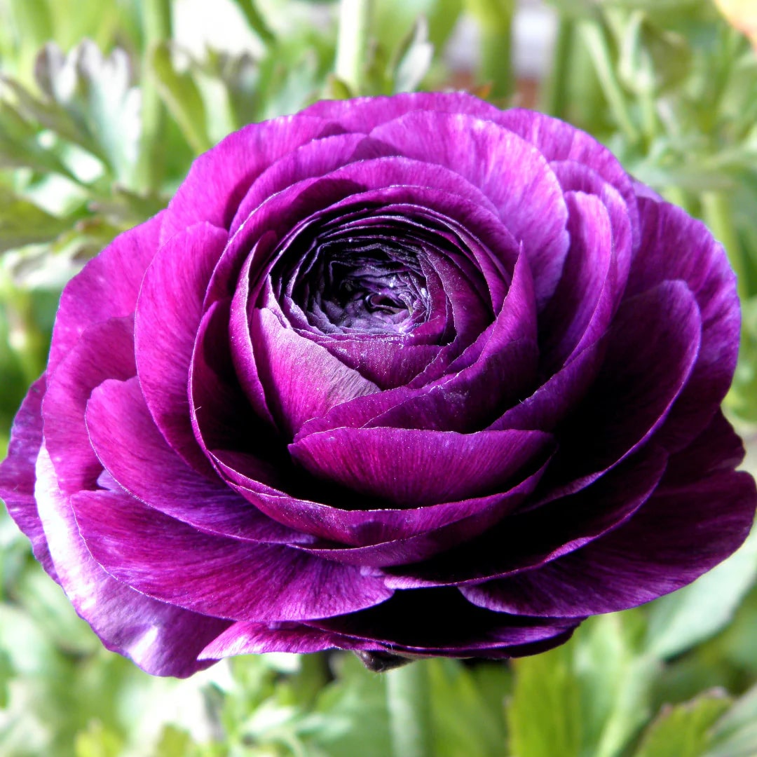 Purple Ranunculus Flower Seeds for Planting – Heirloom, Non-GMO, High Germination Organic Garden Seeds