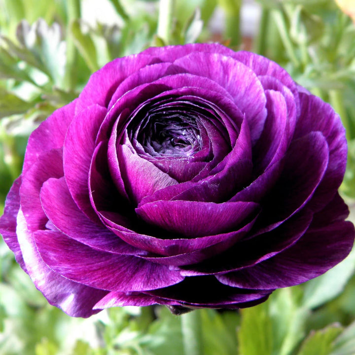 Purple Ranunculus Flower Seeds for Planting – Heirloom, Non-GMO, High Germination Organic Garden Seeds