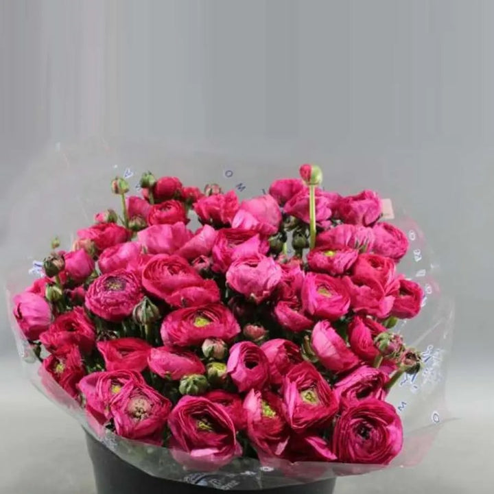 Dark Pink Ranunculus Flower Seeds for Planting – Heirloom, Non-GMO, High Germination Organic Garden Seeds