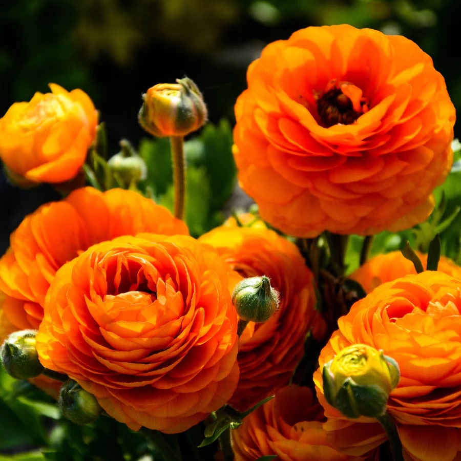 Orange Ranunculus Flower Seeds – Perfect for Borders, Heirloom &amp; Non-GMO Seeds for Home Garden