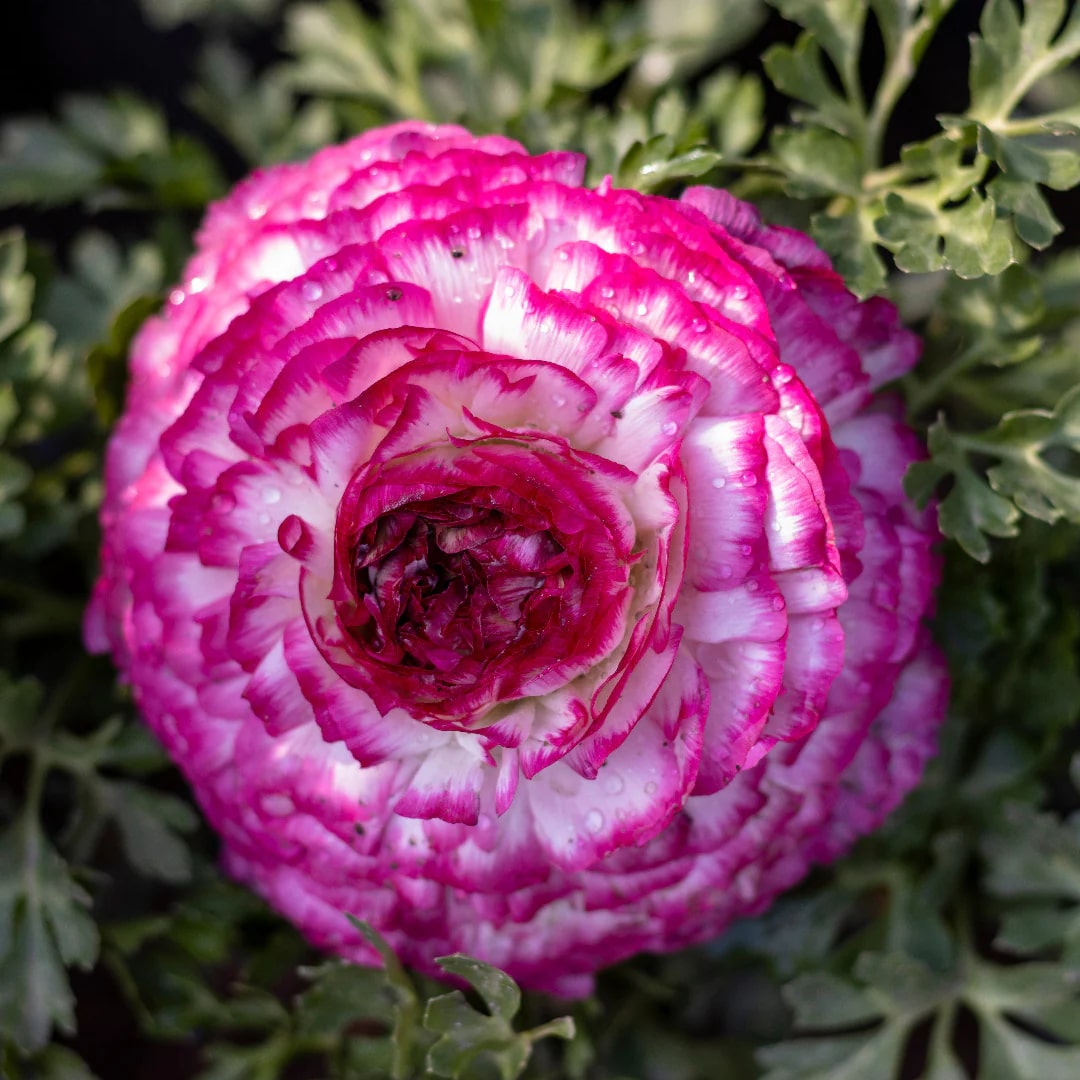 White Pink Ranunculus Flower Seeds – Pollinator Friendly, Heirloom & Non-GMO for Home Garden