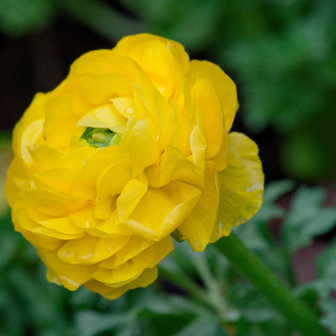 Yellow Ranunculus Flower Seeds for Garden – Heirloom, Non-GMO, Cottage Garden Essential, High Germination