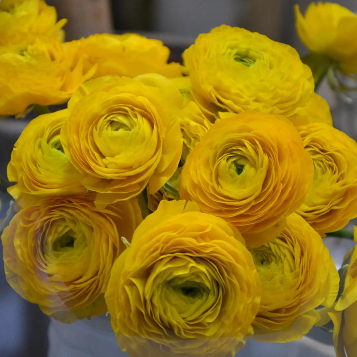 Yellow Ranunculus Flower Seeds for Planting – Shade Tolerant, Heirloom & Non-GMO Organic Garden Seeds