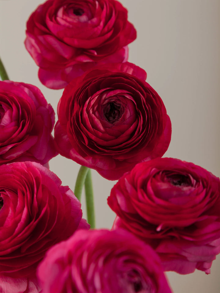 Dark Pink Ranunculus Flower Seeds for Planting – Heirloom, Non-GMO, High Germination Organic Garden Seeds