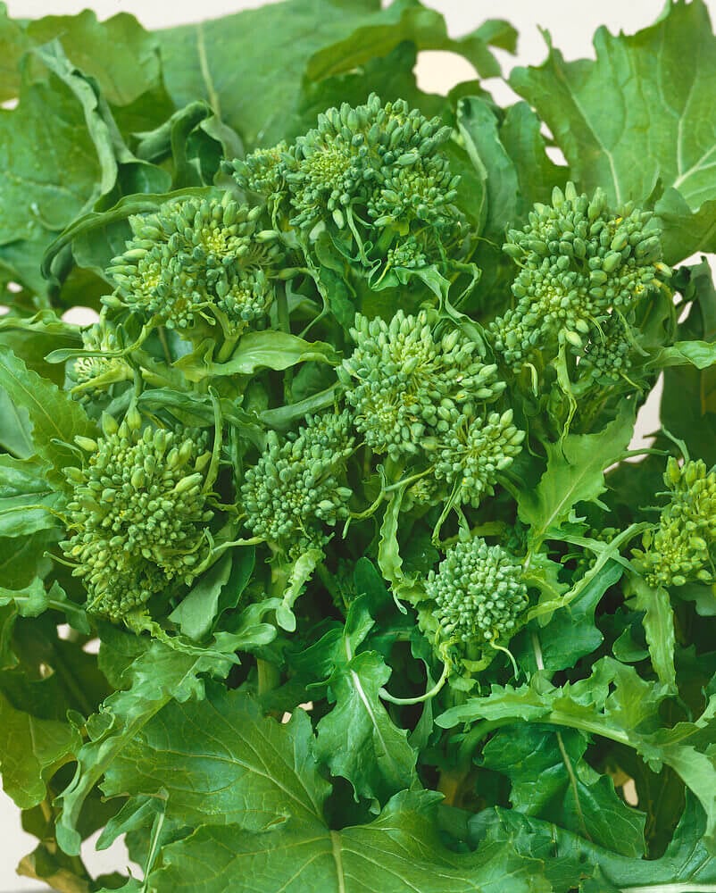 Rapini Broccolini Vegetable Seeds for Planting – Heirloom & Non-GMO Greens for Gourmet Kitchen Gardens