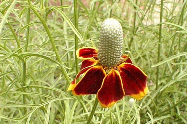 Ratibida Columnaris Flower Seeds for Planting – Heirloom, Non-GMO, High Germination Organic Garden Seeds