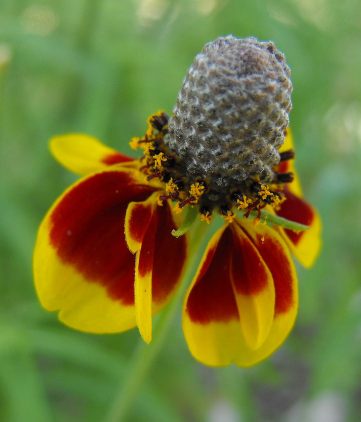 Ratibida Columnaris Flower Seeds for Planting – Heirloom, Non-GMO, High Germination Organic Garden Seeds