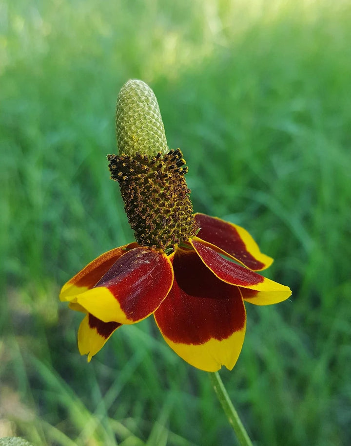 Mexican Hat Flower Seeds for Planting – Heirloom, Non-GMO, Drought Tolerant Organic Garden Seeds