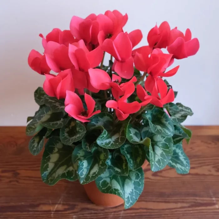 Red Cyclamen Flower seeds for Planting – Vibrant Colors, Heirloom, Non-GMO Seeds for Home Garden