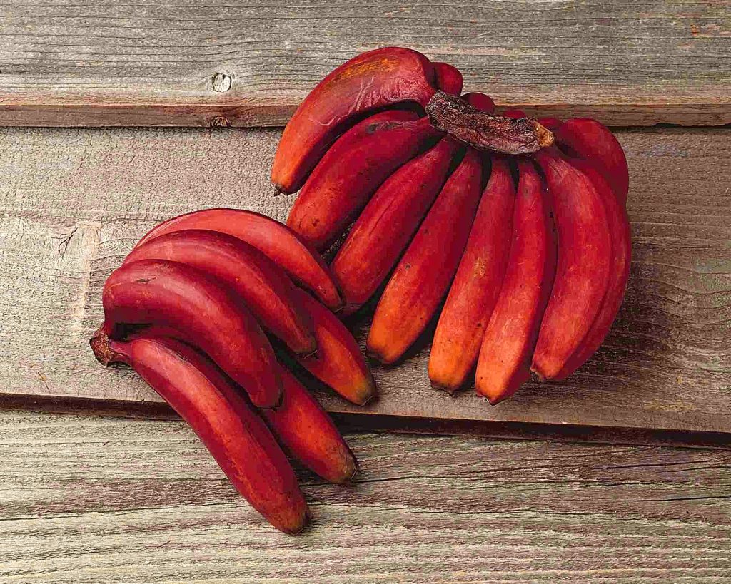 Maroon Red Banana Fruit Seeds – Heirloom, Non-GMO Seeds for Rare Tropical Fruit Planting